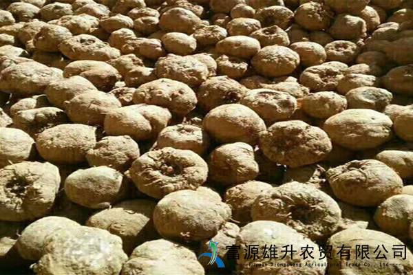 雄升二代魔芋种子